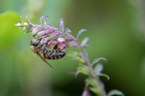 Bee collecting pollen and nectar