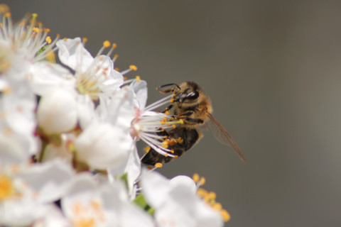 bee collects nectar on the flowers of white blooming apple. Anthophila, Apis mellifera. Close up