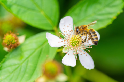 flowers, bees and many other small creatures
