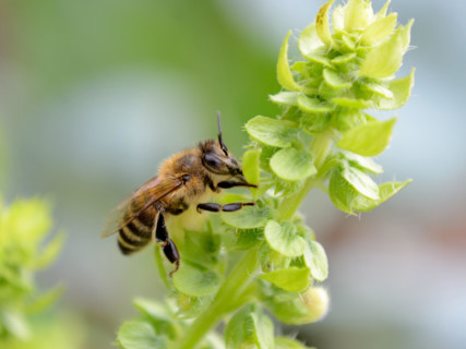 Close up of honey-bee on a green basil, Ocimum basilicum