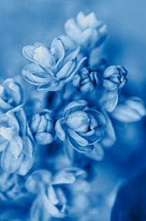 Blooming lilac close up. Beautiful festive floral background. Toned blue.