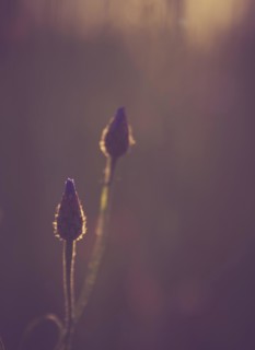 Beautiful close up cornflower in sunset light. Photo with vintage mood effect