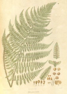 Sphaeropteris barbata Australian Tree Fern, Giant Scaly Tree Fern From Plantae Asiaticae rariores, or, Descriptions and figures of a select number of unpublished East Indian plants Volume 1 by N. Wall...