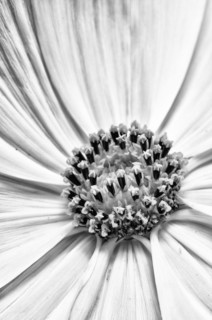 A black and white close up of part of the centre of a Cosmos flower showing the floral structures