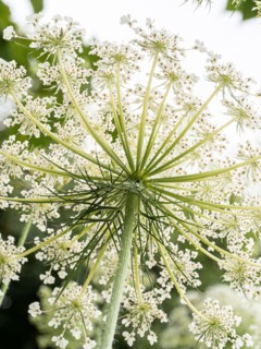 A close up of the underside of a wild carrot flower against the light showing the delicate lace like pattern of the florets