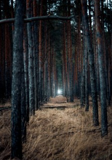 Scary burnt forest at evening with light in the end