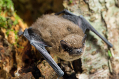 common pipistrelle (Pipistrellus pipistrellus), at a tree, Germany