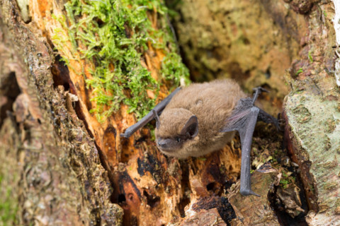 common pipistrelle (Pipistrellus pipistrellus), at a tree, Germany