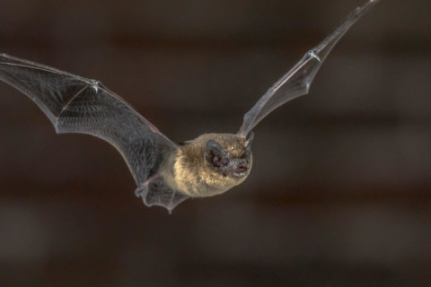 Close up of Pipistrelle bat (Pipistrellus pipistrellus) flying on attic of church in darkness