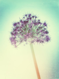 Allium flower with retro effect.