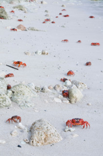 Red Crabs, Gecarcoidea natalis, on beach, Christmas Island, Australia