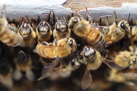 huge bee population