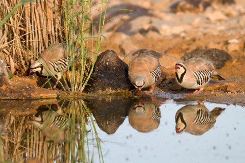 Chukar Partridge or Chukar (Alectoris chukar) Photographed in Israel, Near a water pool Negev desert. A Palearctic upland gamebird in the pheasant fam