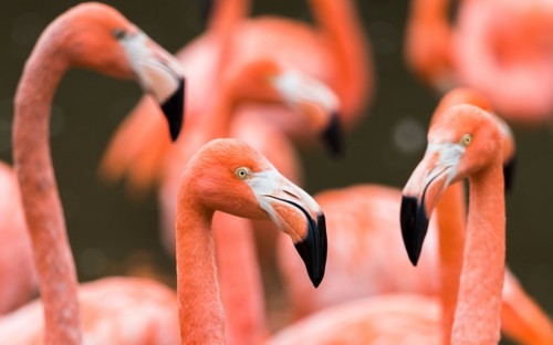 Flamboyance of colourful Caribbean flamingos fill the frame near Chester in September 2021.