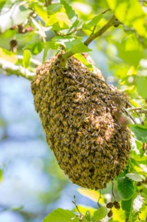Close up of a swarm of wild UK honey bees gathering together on the branch of a public park tree to form a temporary new home/hive.