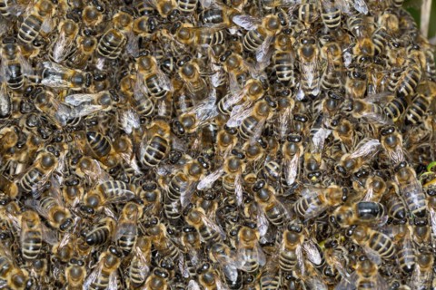 Honigbiene, Bienenschwarm, Schwarm, Volk schwärmt aus, Bienenvolk, Honig-Biene, Europäische Honigbiene, Westliche Honigbiene, Biene, Bienen, Apis mell