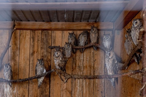 Lviv, Ukraine. 21st Oct, 2023. Rescued owls from Kherson region are seen in a big cage at Domivka animal shelter in Lviv. Domivka Vryatovanykh Tvaryn is a charitable animal shelter that saves animals ...