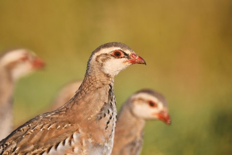 red-legged partridge (Alectoris rufa), juvenile, portrait, Spain