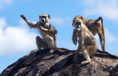 Groups of Yellow Baboon will spend a lot of time grooming their peers. This mutual behaviour is a way for forming bonds and alliances within the clan
