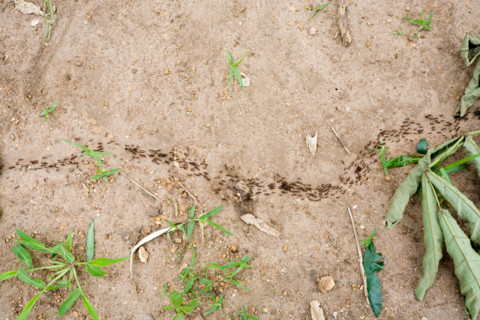 Column of ants in Mombala (Mambala) village Malawi Africa