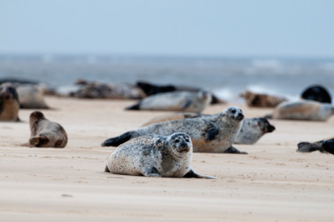 Common Seals Phoca vitulina Blakeney Point Norfolk summer