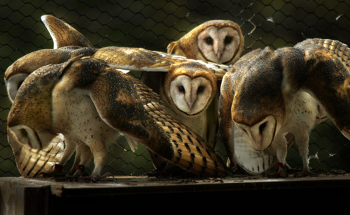 010307 tc met owls  (2 of 3 ) .... Photo by David Spencer/The Palm Beach Post... 0031893A .....Palm City....Six young barn owls, approximately five months old, have been making their home in a flight ...