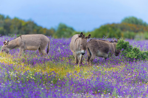 Domestic donkey (Equus asinus asinus), three grazing donkeys in a blooming flower meadow, Italy, Sardegna, Alghero