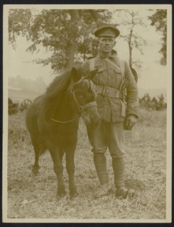 The front in France Description: The mascot of the K. R. Rifles Annotation: The front in France. Soldier of K. R. [King's Regulations] Rifles with their mascot, a pony Date: {1914-1918} Location: Fran...
