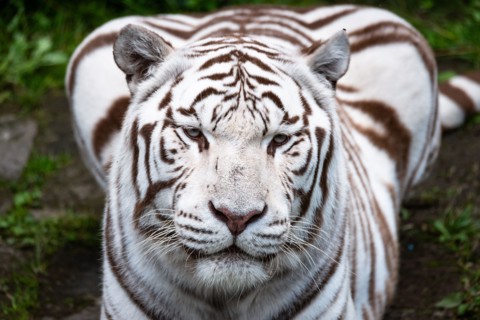 A beautiful white Bengal tiger.