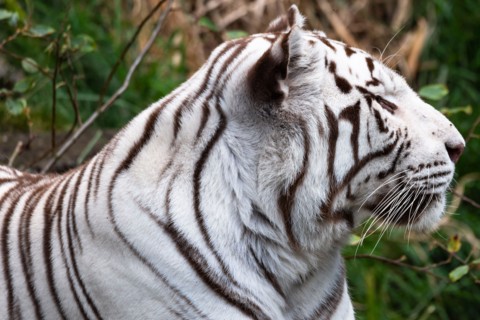 A beautiful white Bengal tiger.