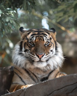 Beautiful shot of a cute Bengal tiger