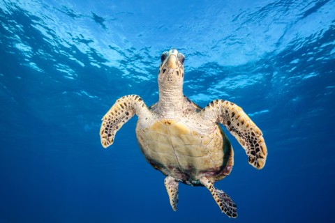 Hawksbill Sea Turtle, Eretmochelys imbricata, South Male Atoll, Indian Ocean, Maldives