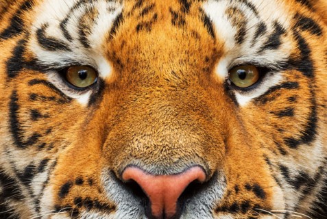 Siberian Tiger - Panthera tigris, beautiful large cat from Asian forests and woodlands, Russia.