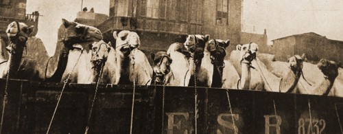 WWI - THE IMPERIAL CAMEL CORPS  BRIGADE (ICCB) was a camel-mounted infantry brigade that the British Empire raised in December 1916 for service in the Middle East. Initially very small, it  grew to a ...