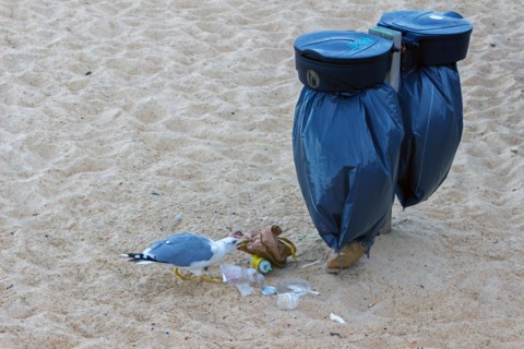 Gull feeding on food waste from a beach trash can in Capbreton, Les Landes, France