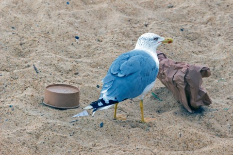 Gull feeding on food waste from a beach trash can in Capbreton, Les Landes, France