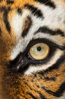 The beautiful eyes of the Malayan tiger.