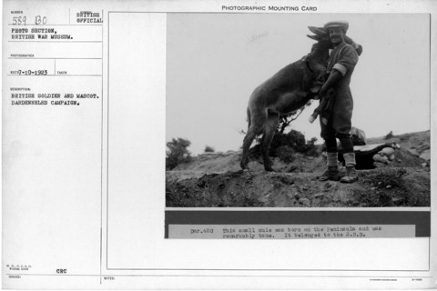 British soldier and Mascot. Dardanelles Campaign. Collection of World War I Photographs, 1914-1918 that depict the military activities of British and other nation's armed forces and personnel during W...