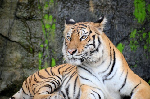 Portrait of a Royal Bengal Tiger alert and Staring at the Camera. National Animal of Bangladesh