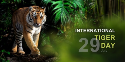 International tiger day, 29 July