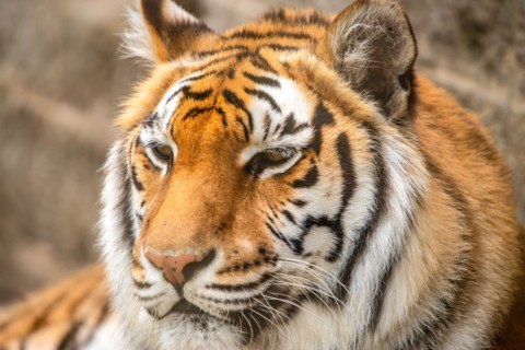 Sumatran Tiger