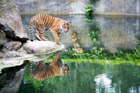 A majestic tiger pauses by the water’s edge, admiring its reflection in the Berlin Zoo's tranquil environment.