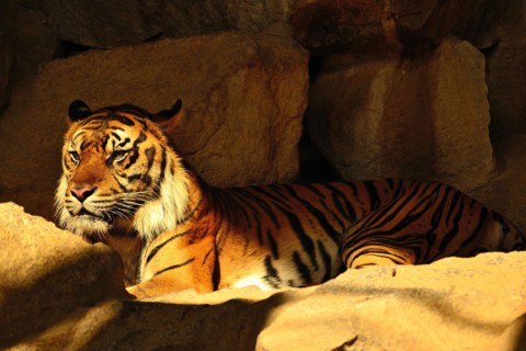 The Sumatran tiger, the smallest tiger subspecies. They are highly endangered.