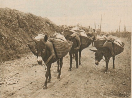 French photograph taken by M. Gebeli, showing donkeys supplying the trenches during the Battle of the Somme. This poignant image reflects the use of animals in military logistics during World War I.