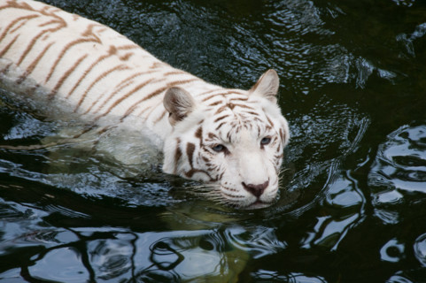 White tiger at Singapore Zoo