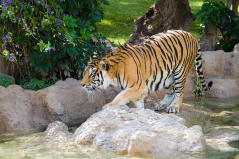 Beautiful Tiger