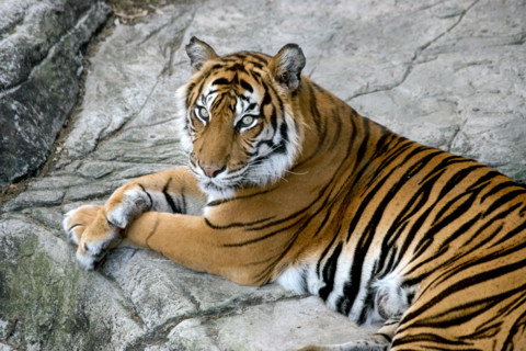 A portrait of a beautiful tiger