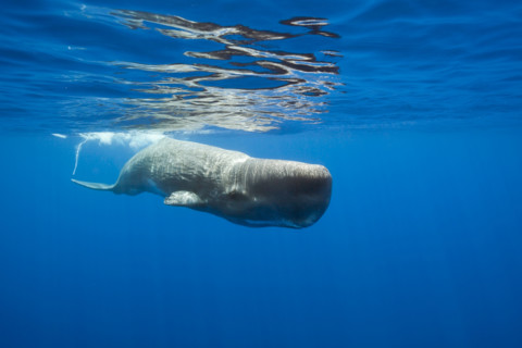 Sperm Whale, Physeter macrocephalus, Port Elizabeth, Indian Ocean, South Africa