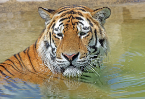 A male Bengal Tiger bathing in a shallow pool