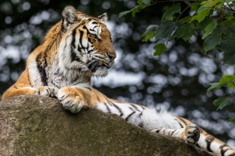 The beautiful Tiger
